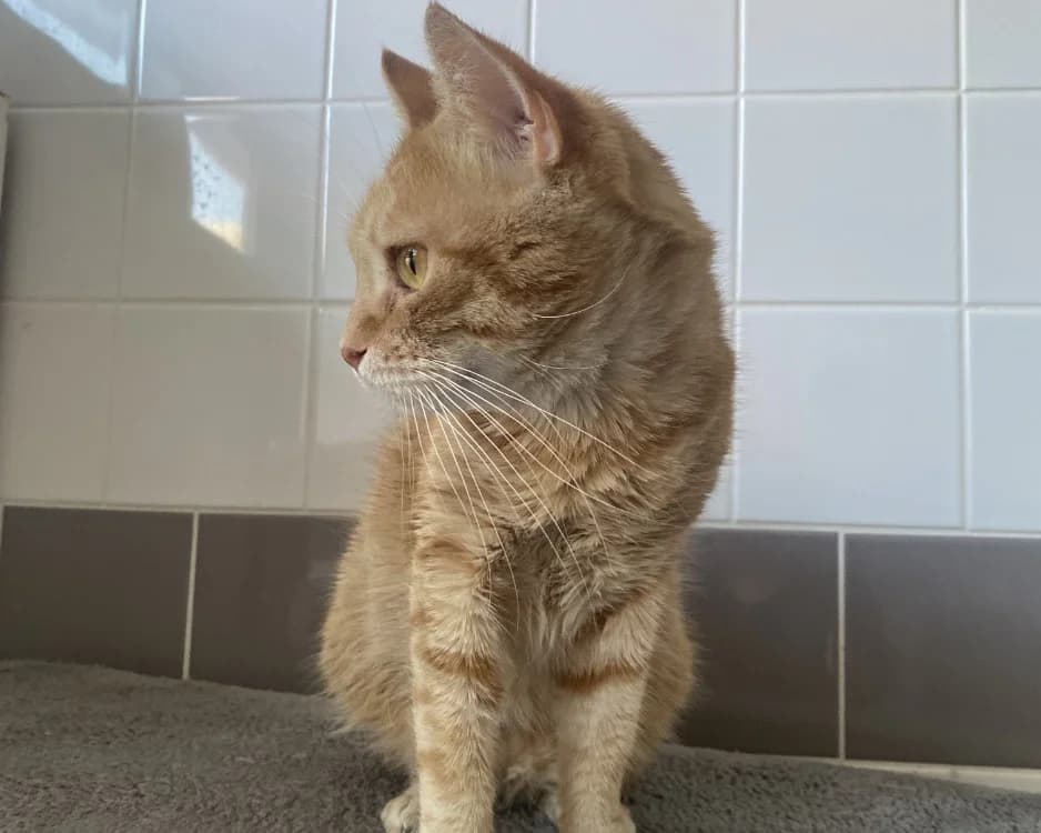 TOULKI, male young Mixed Breed for adoption at SPA Rennes, Rennes