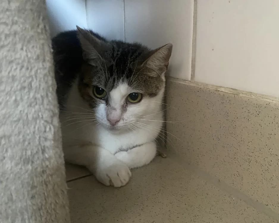 OMI, female young Mixed Breed for adoption at SPA Rennes, Rennes