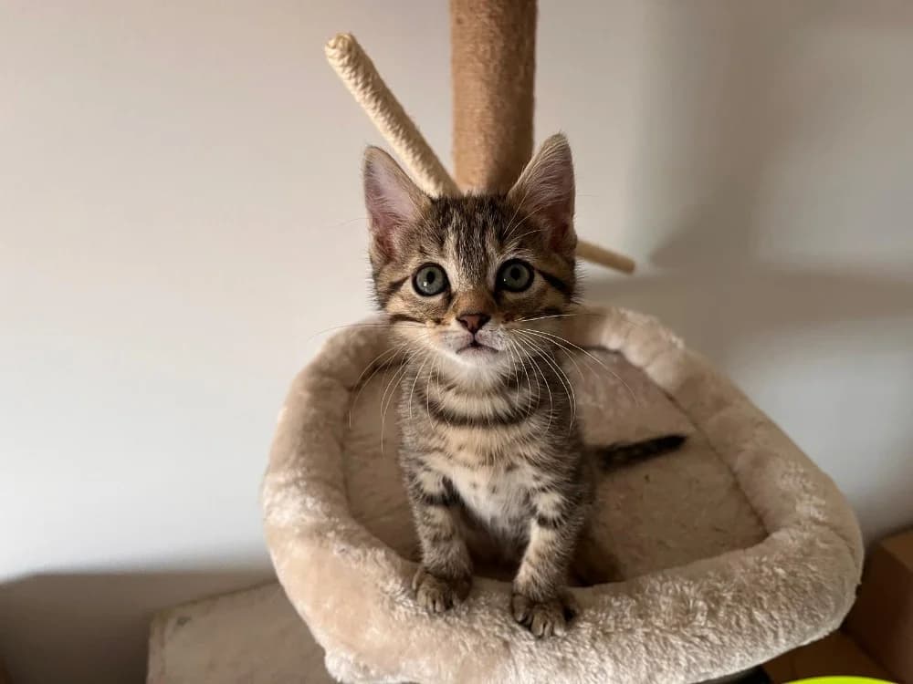 SORA, female Mixed Breed for adoption at SPA Rennes, Rennes