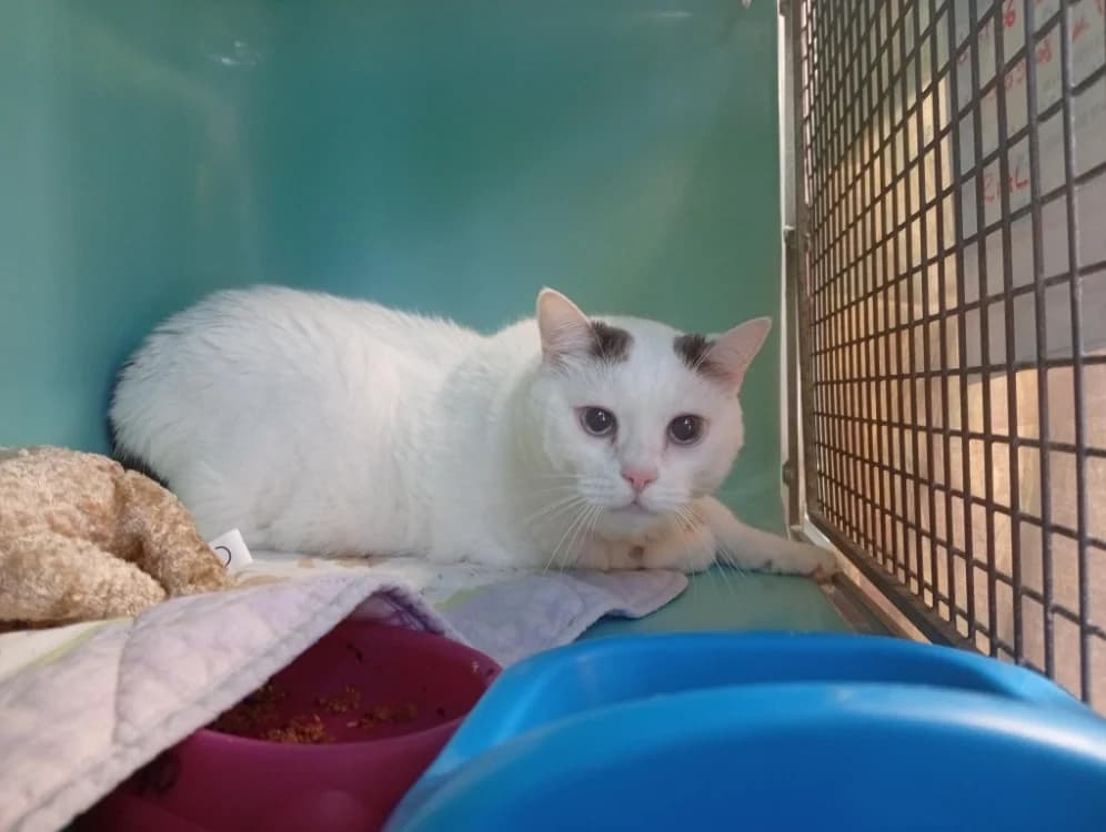 DEMBELE, male 6yo Mixed Breed for adoption at SPA Rennes, Rennes