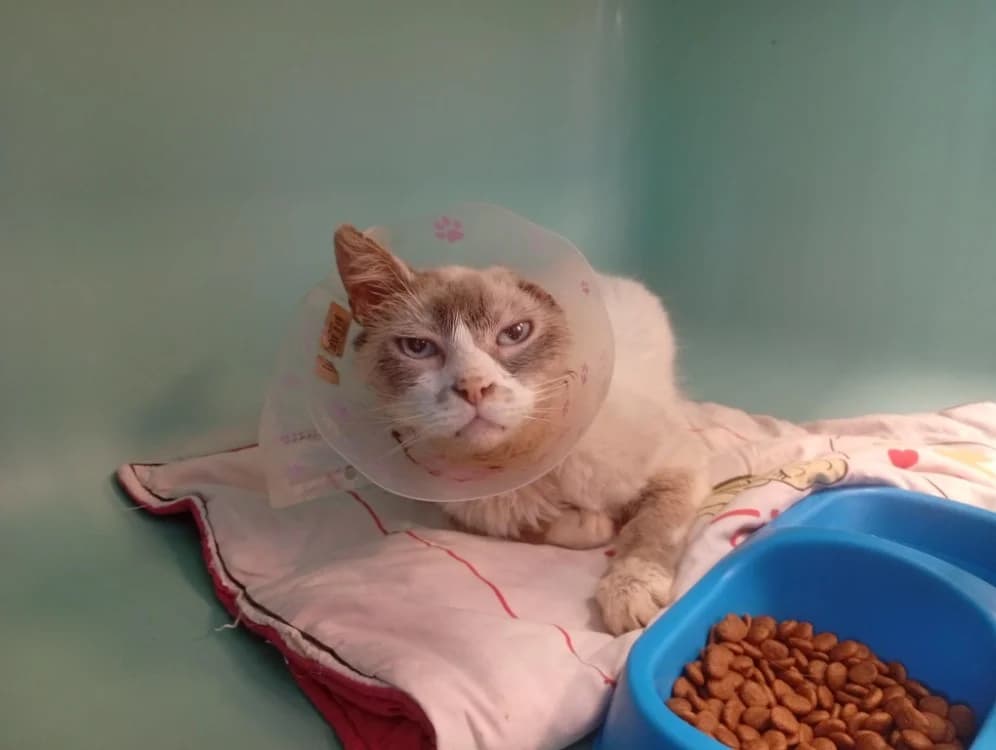 IGLOO, male senior Mixed Breed for adoption at SPA Rennes, Rennes
