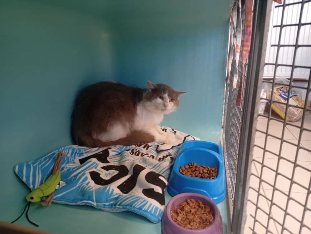 RELIQUE, male 7yo Mixed Breed for adoption at SPA Rennes, Rennes