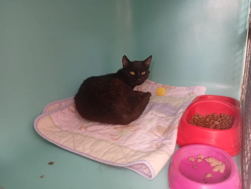 HEOL, male 7yo Mixed Breed for adoption at SPA Rennes, Rennes
