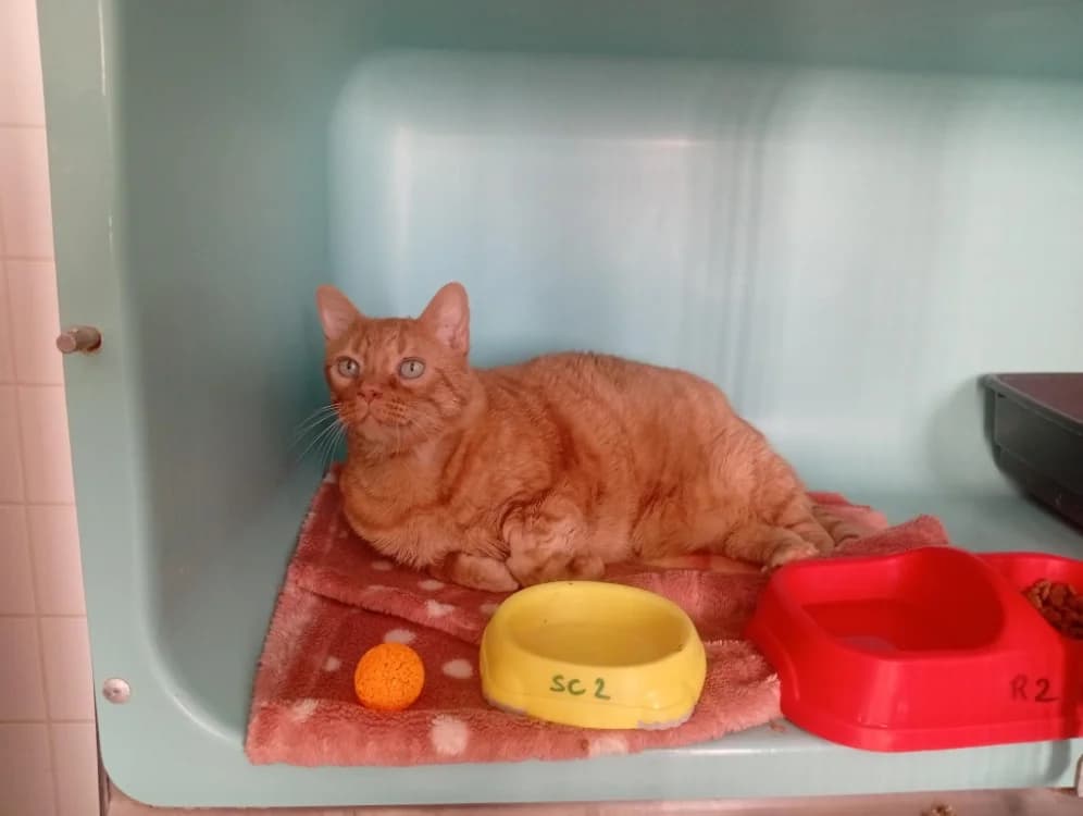 SIMBA, male senior mixed breed for adoption at SPA Rennes, Rennes