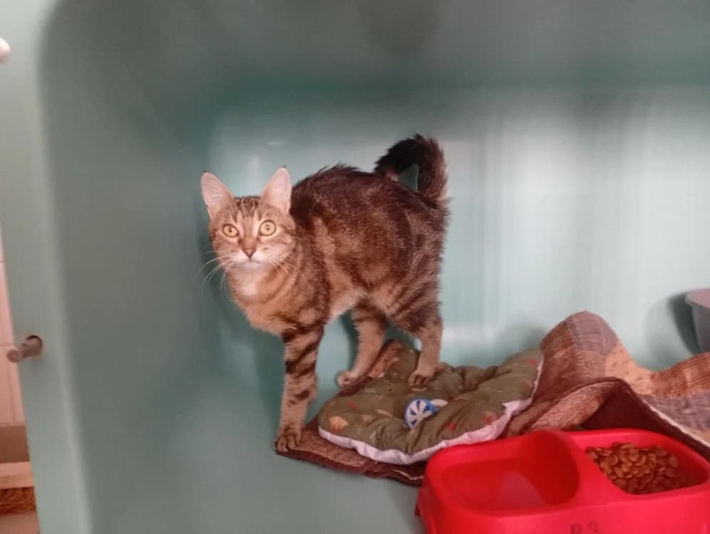 HOTZA, female 3yo Mixed Breed for adoption at SPA Rennes, Rennes