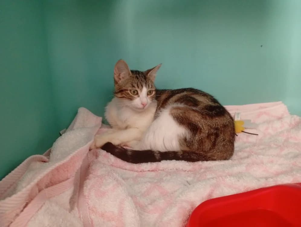 KALT, female 3yo Mixed Breed for adoption at SPA Rennes, Rennes
