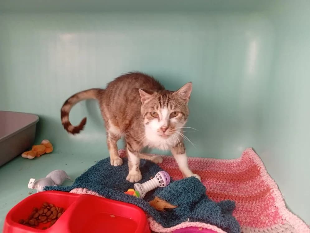 FRISSON, male senior Mixed Breed for adoption at SPA Rennes, Rennes