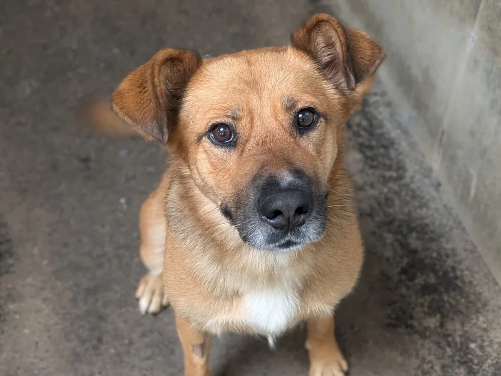 TUATARA, female 4yo mixed breed for adoption at SPA Rennes, Rennes