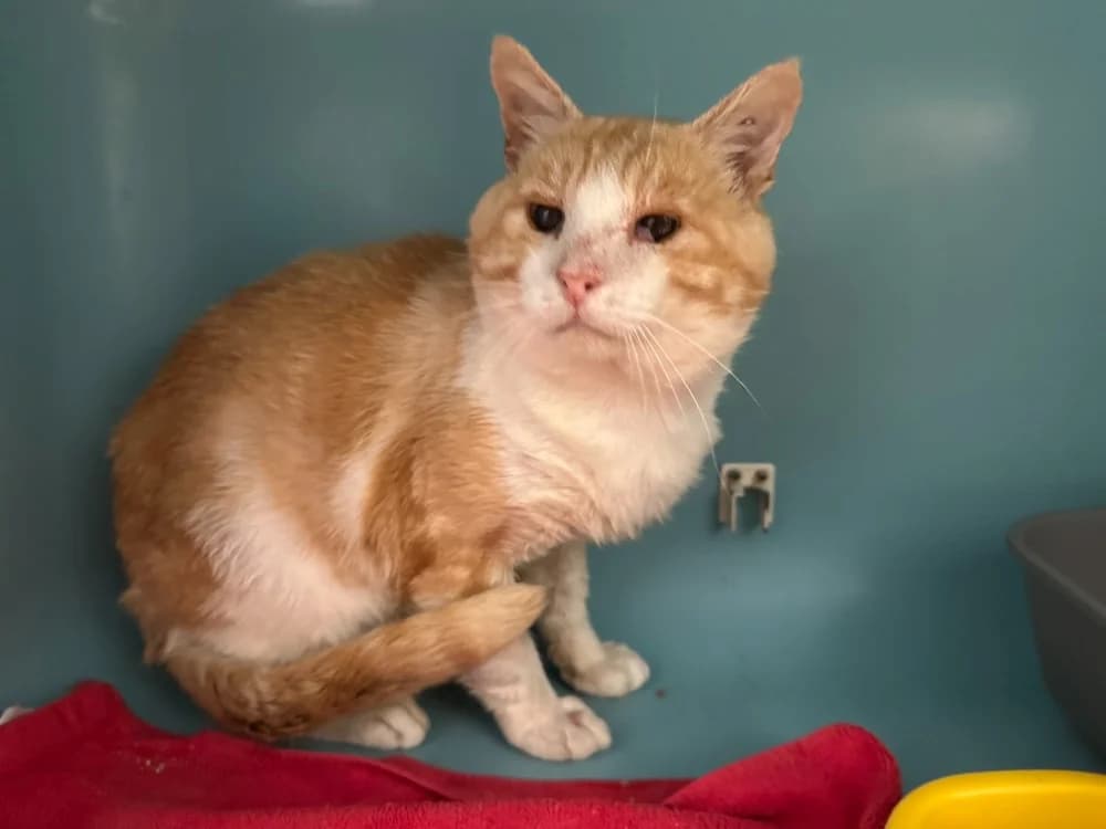 KULI, male senior Mixed Breed for adoption at SPA Rennes, Rennes