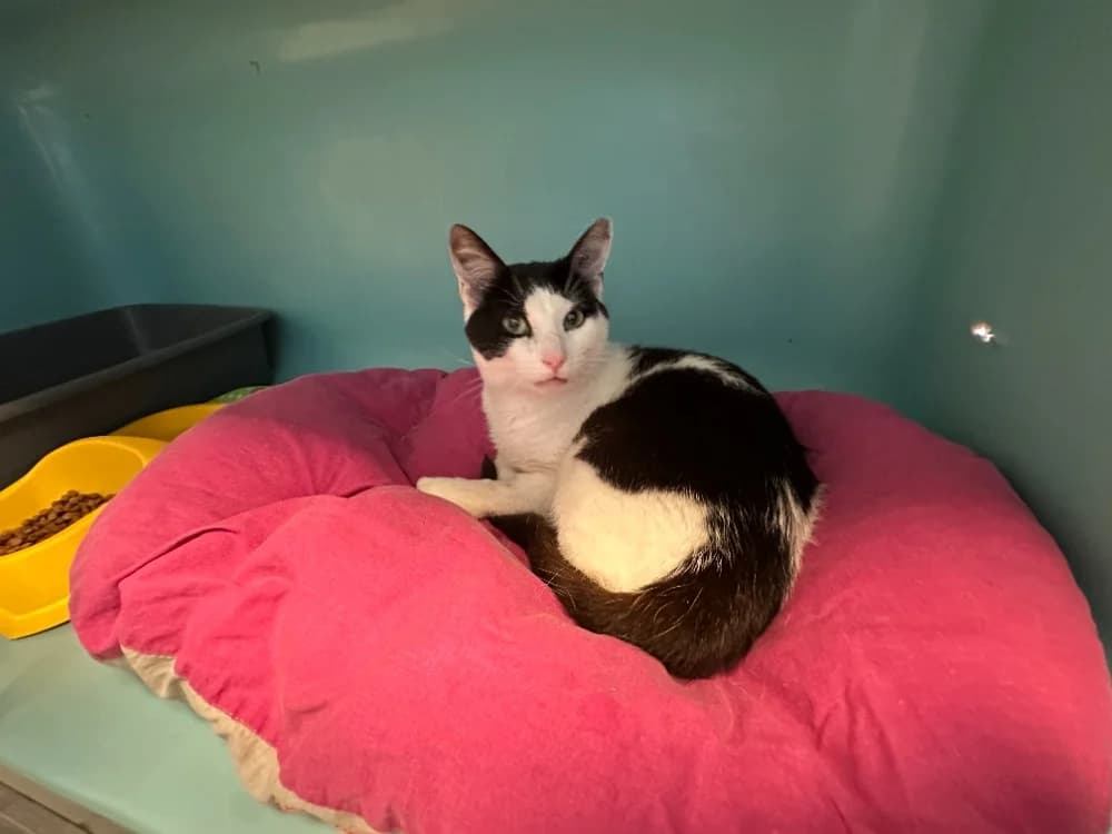 MWIRIWE, male 3yo Mixed Breed for adoption at SPA Rennes, Rennes