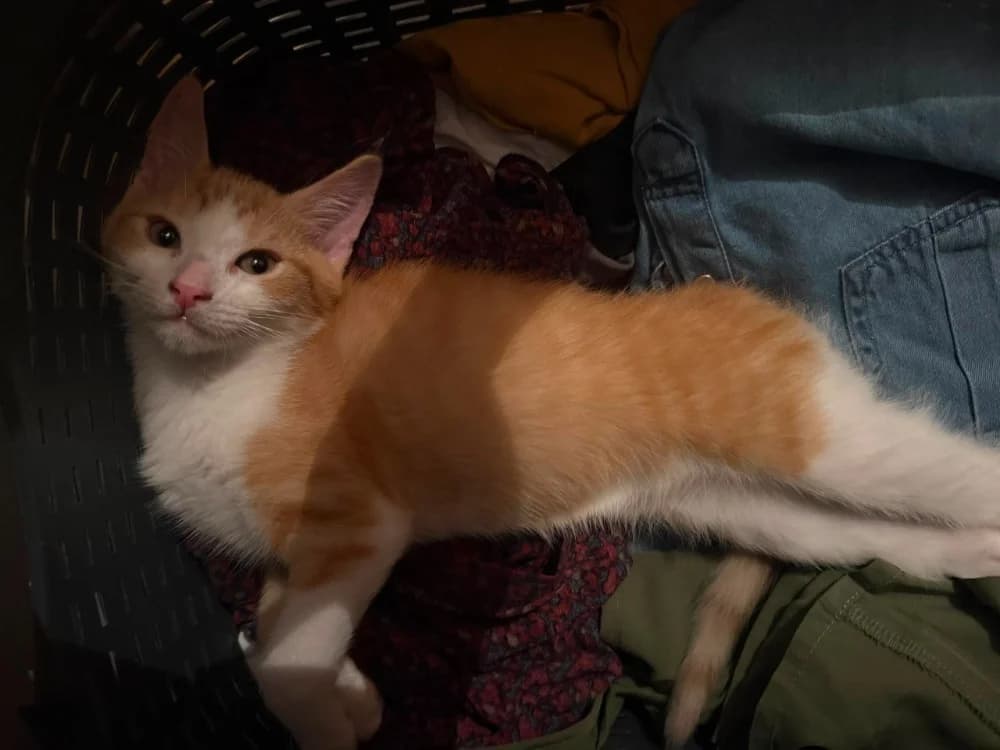 Pyrale, female Mixed Breed for adoption at SPA Rennes, Rennes