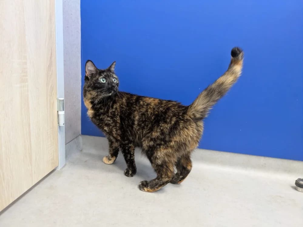 Bakhel dit mimine, female 5yo Mixed Breed for adoption at SPA Rennes, Rennes