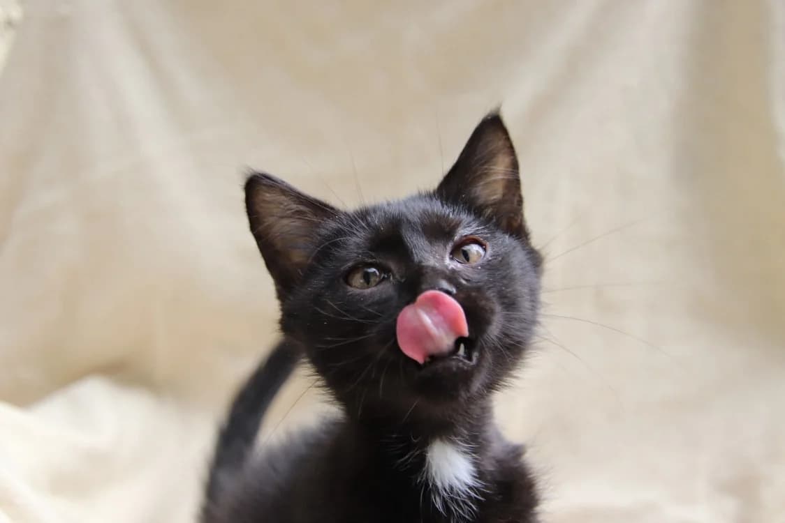 Miaouss, male mixed breed for adoption at SPA Rennes, Rennes