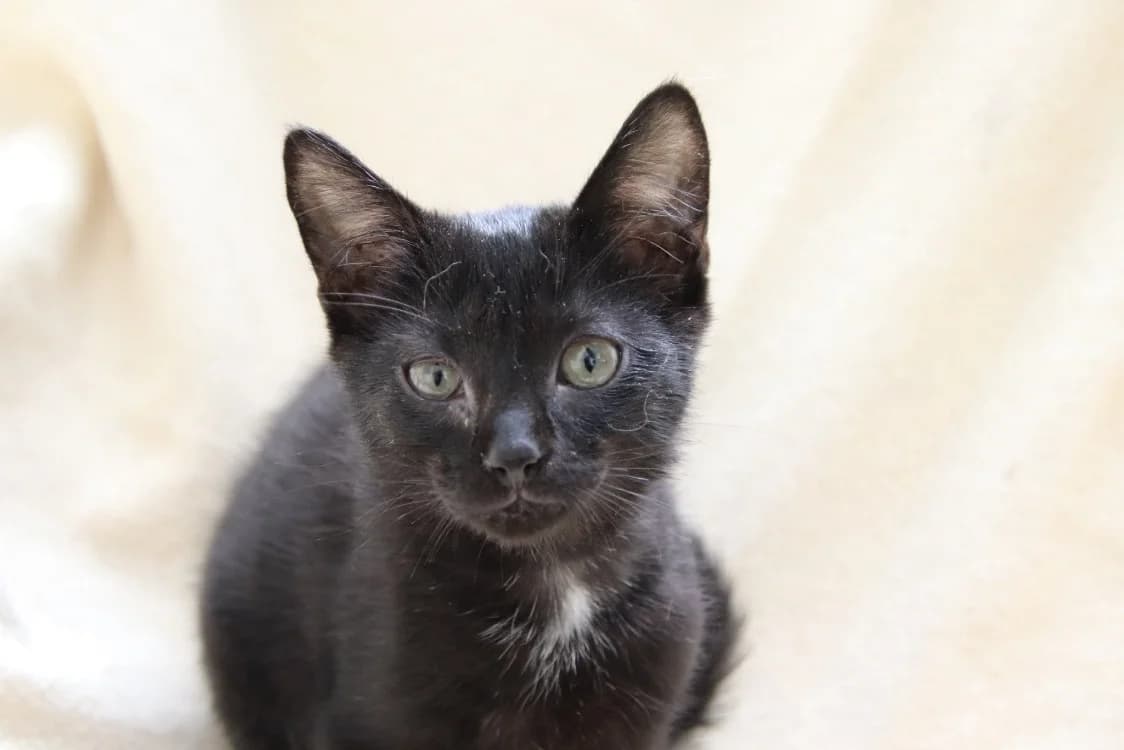 Pikachu, male mixed breed for adoption at SPA Rennes, Rennes
