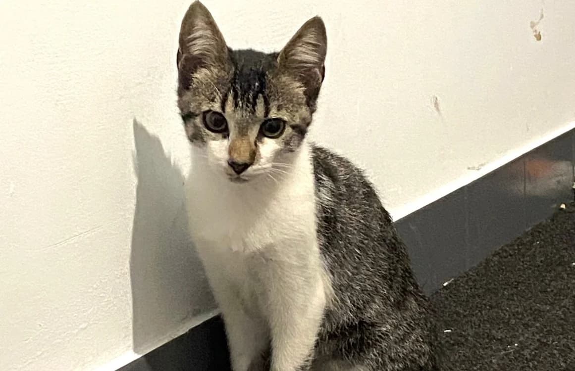 GATO, male Mixed Breed for adoption at SPA Rennes, Rennes