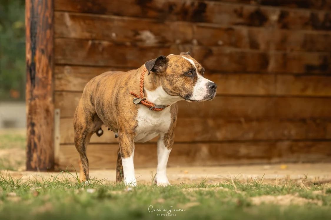 ROYKA (pas sté) PAS ICAD, female 6yo American Staffordshire Terrier for adoption at SPA Rennes, Rennes