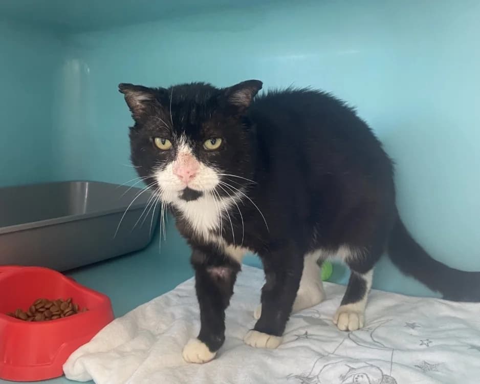 MUSHUK, male senior Mixed Breed for adoption at SPA Rennes, Rennes