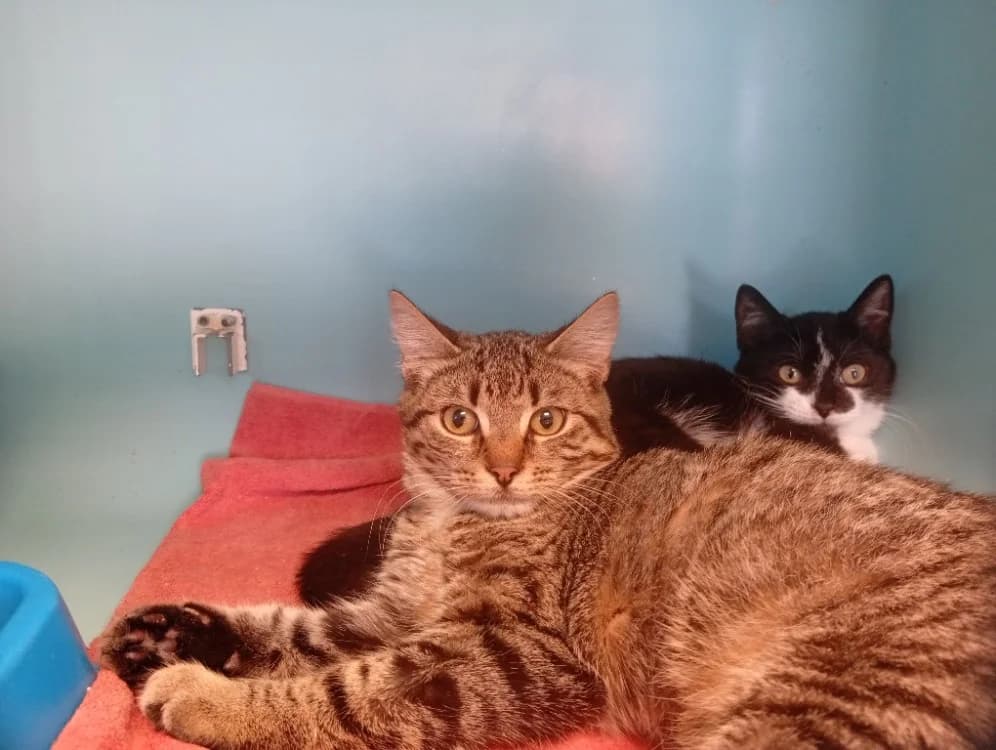 SPIDERCAT, male Mixed Breed for adoption at SPA Rennes, Rennes