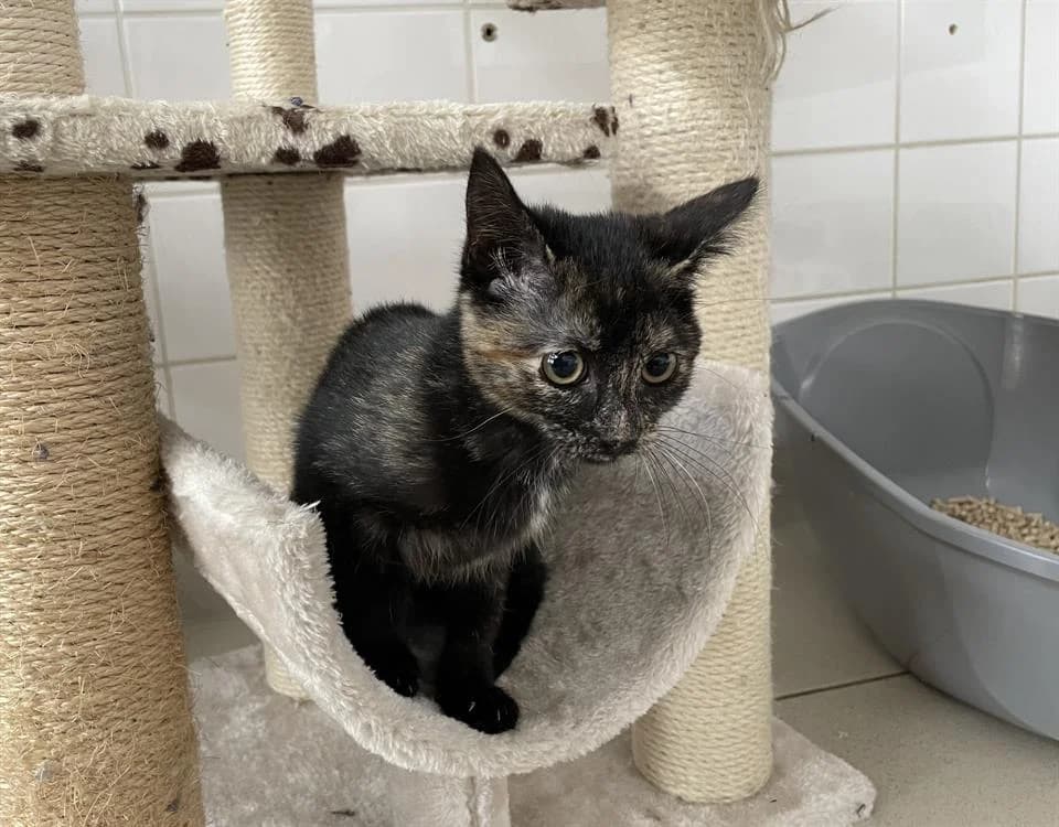 LOVEGOOD (nyassa), female young Mixed Breed for adoption at SPA Rennes, Rennes