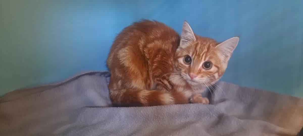 MYRTILLE, female mixed breed for adoption at SPA Rennes, Rennes