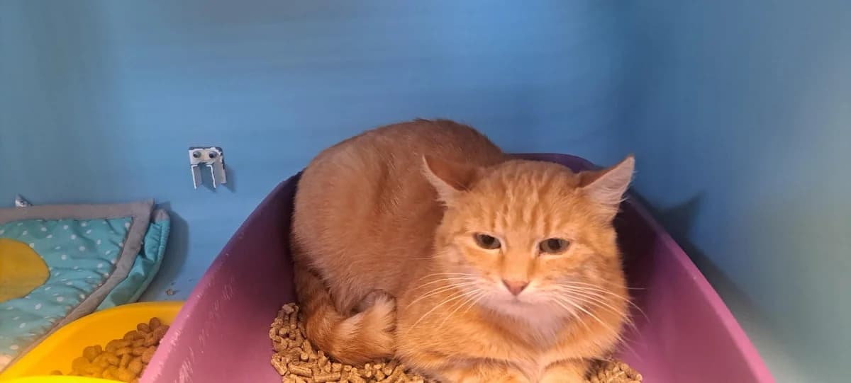 POMME, female young Mixed Breed for adoption at SPA Rennes, Rennes