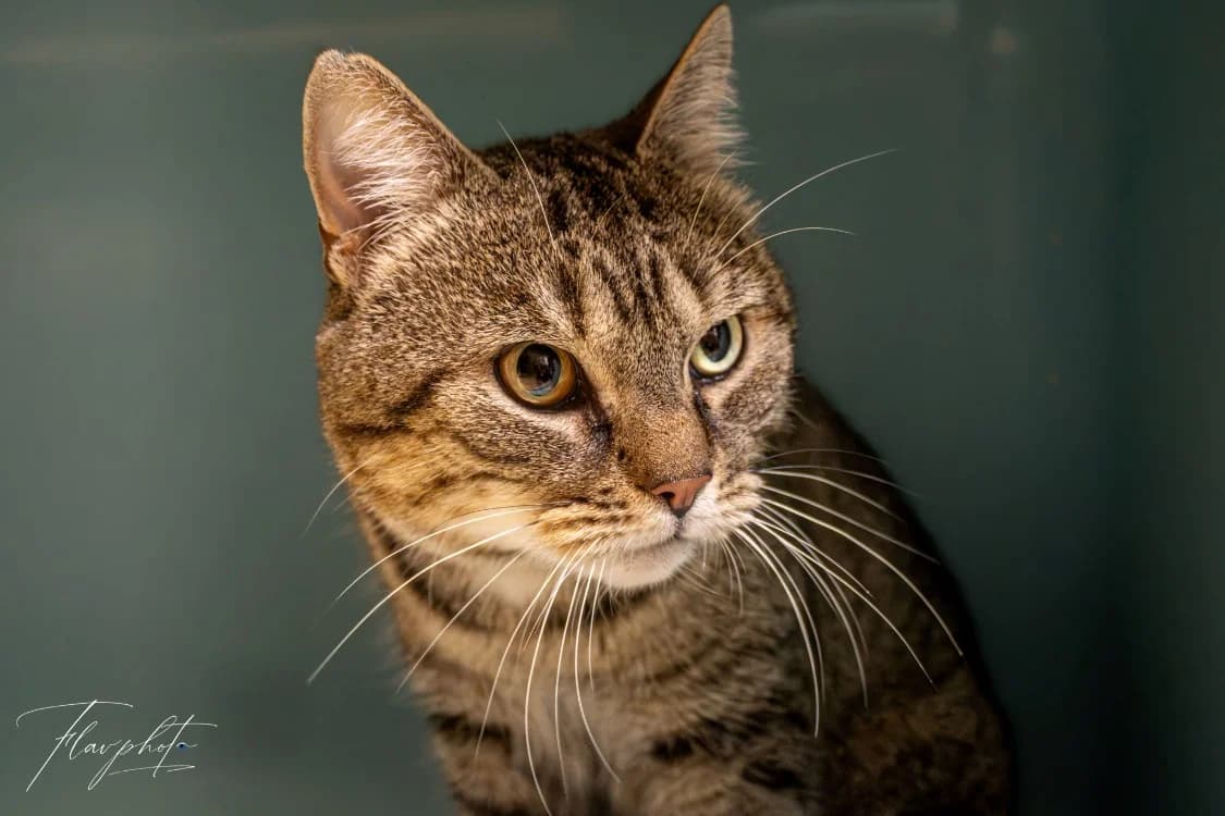 GOHRM, male 7yo Mixed Breed for adoption at SPA Rennes, Rennes