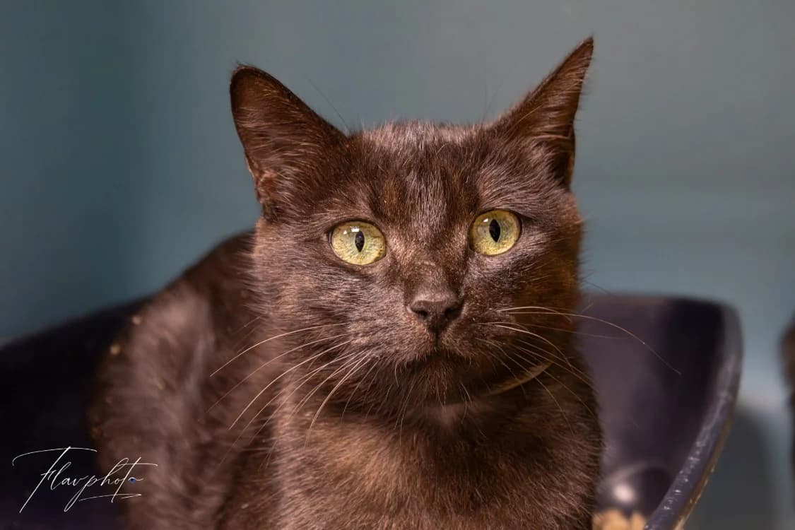 BRUNEAU, female Mixed Breed for adoption at SPA Rennes, Rennes