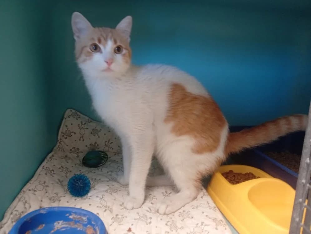 WOLVERINE, male 3yo mixed breed for adoption at SPA Rennes, Rennes