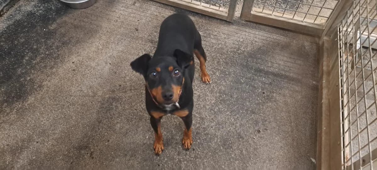 ABBOTT, male 3yo mixed breed for adoption at SPA Rennes, Rennes