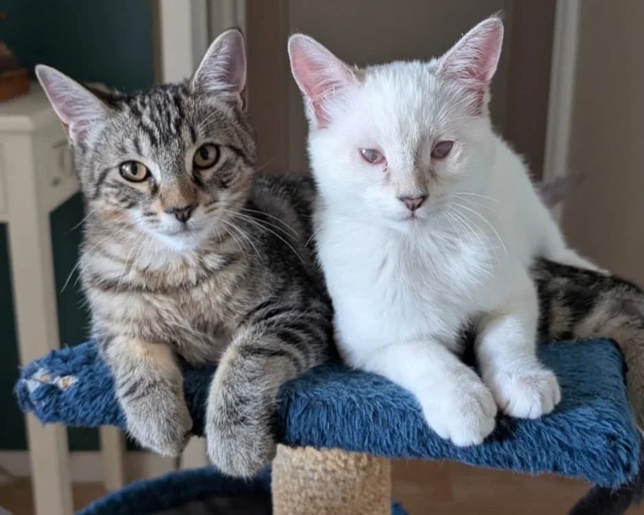 PEACH et KIWI, female mixed breed for adoption at SPA Rennes, Rennes