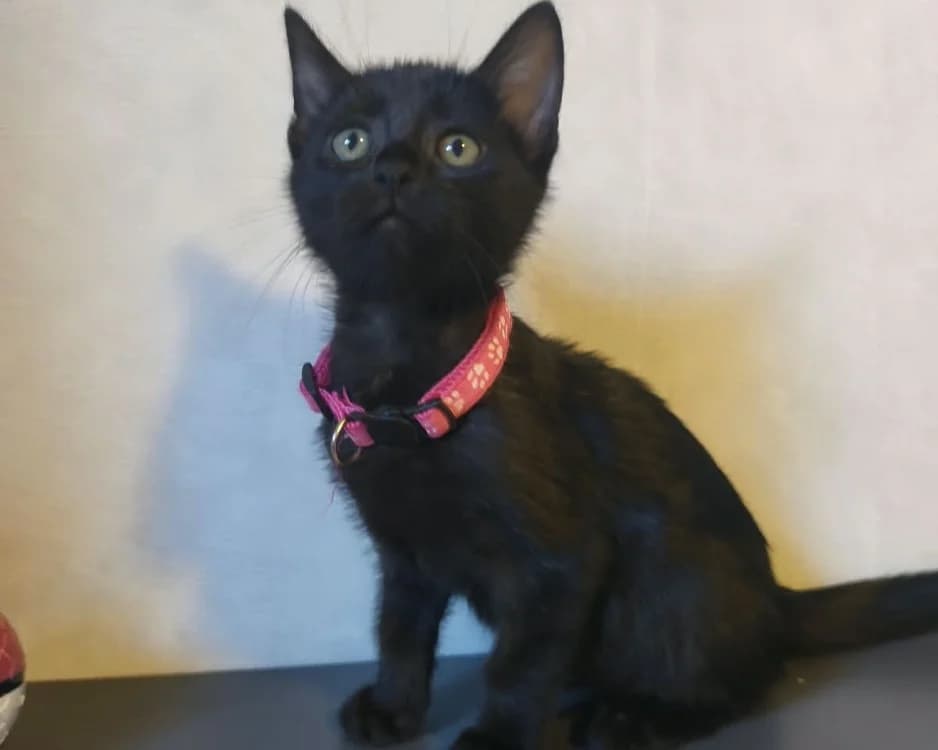 BOHEME, female Mixed Breed for adoption at SPA Rennes, Rennes