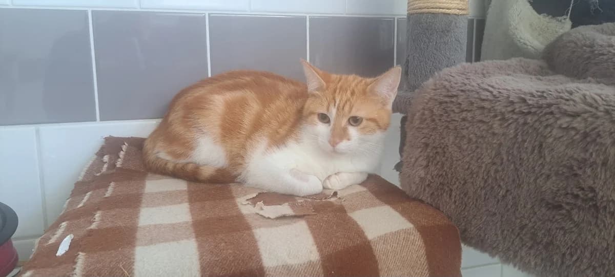 CERISE, female mixed breed for adoption at SPA Rennes, Rennes