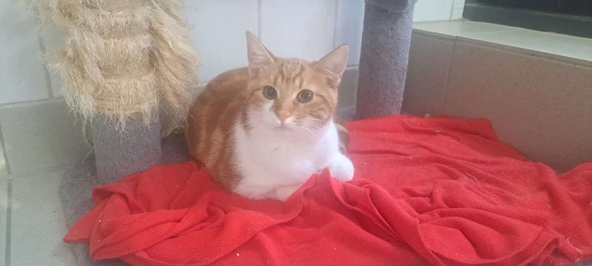 HULKAT, male Mixed Breed for adoption at SPA Rennes, Rennes