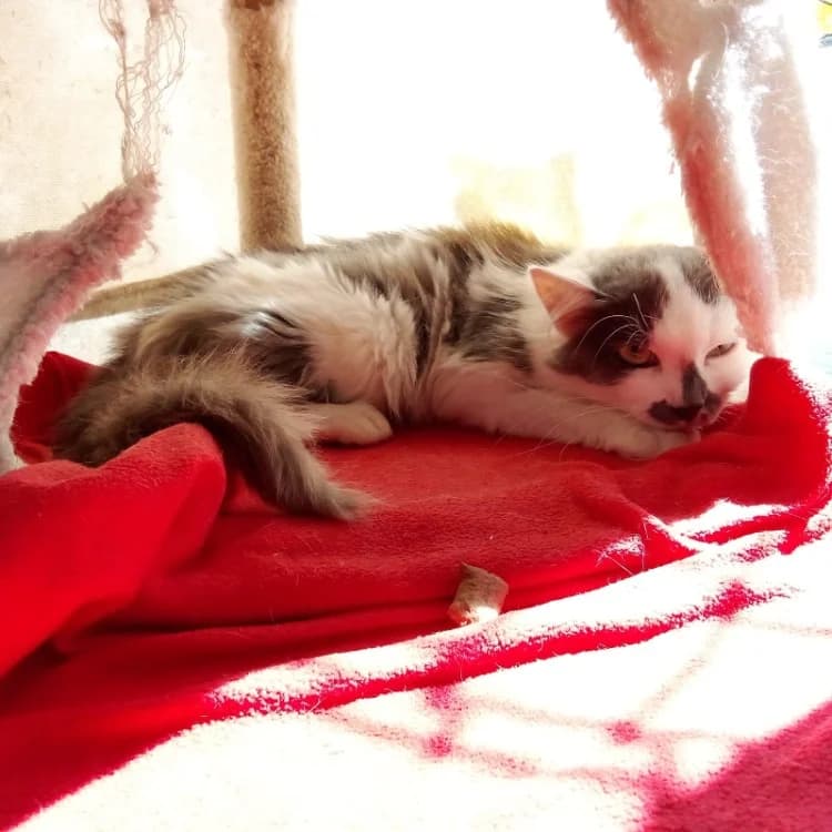 SCARLET, female Mixed Breed for adoption at SPA Rennes, Rennes