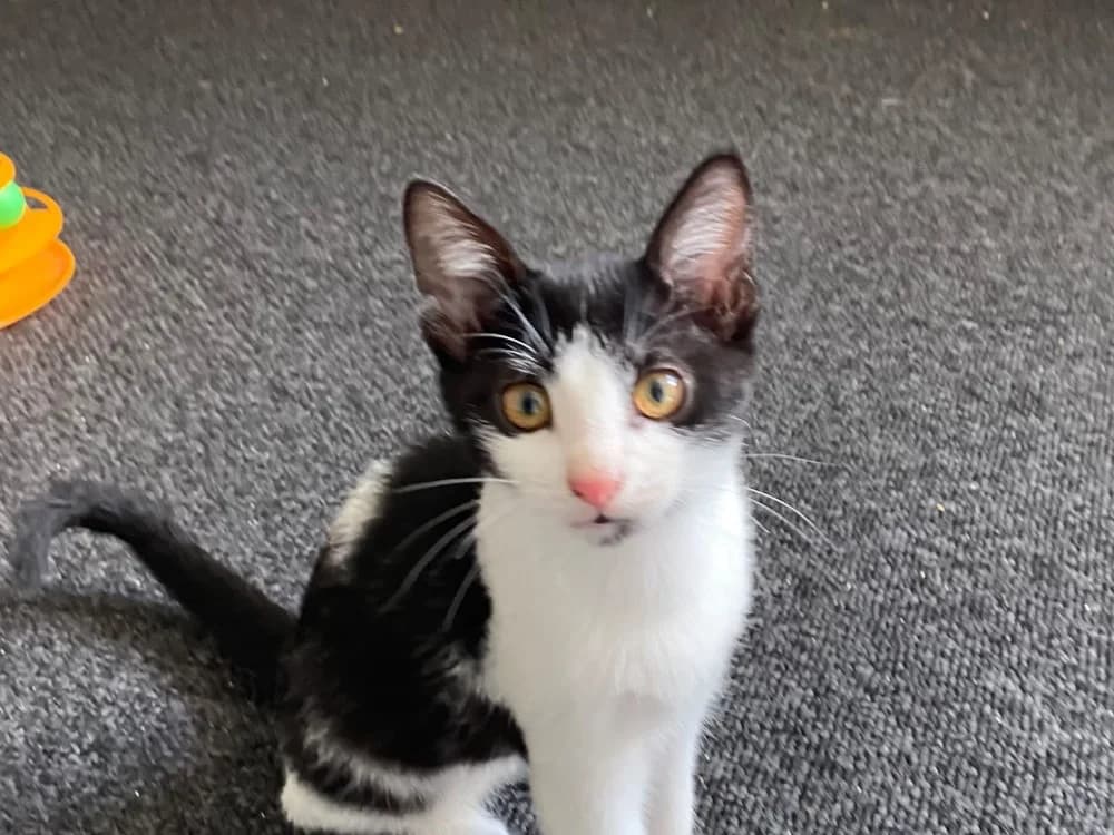 COMETE, female Mixed Breed for adoption at SPA Rennes, Rennes