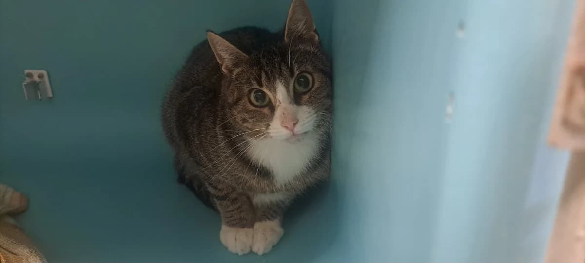 VIDAM, male 3yo Mixed Breed for adoption at SPA Rennes, Rennes