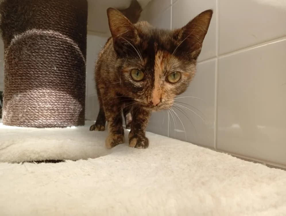 ISINMI, female Mixed Breed for adoption at SPA Rennes, Rennes