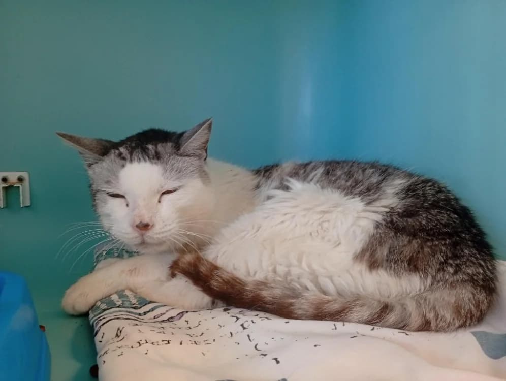 Michale, male senior Mixed Breed for adoption at SPA Rennes, Rennes