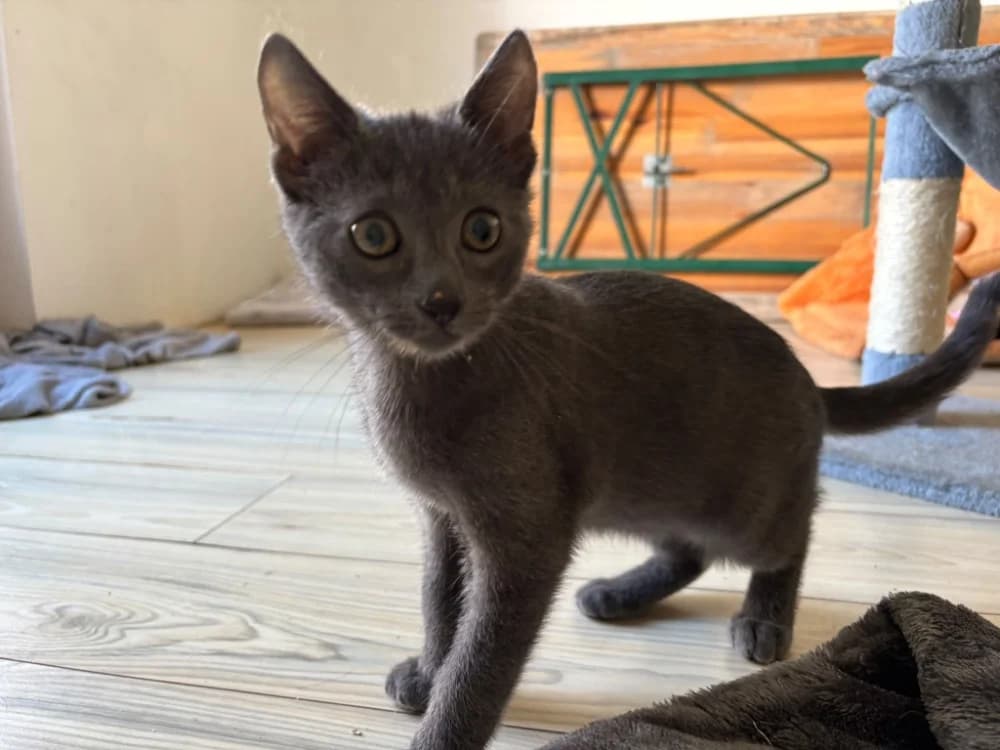 IONTAS, female Mixed Breed for adoption at SPA Rennes, Rennes
