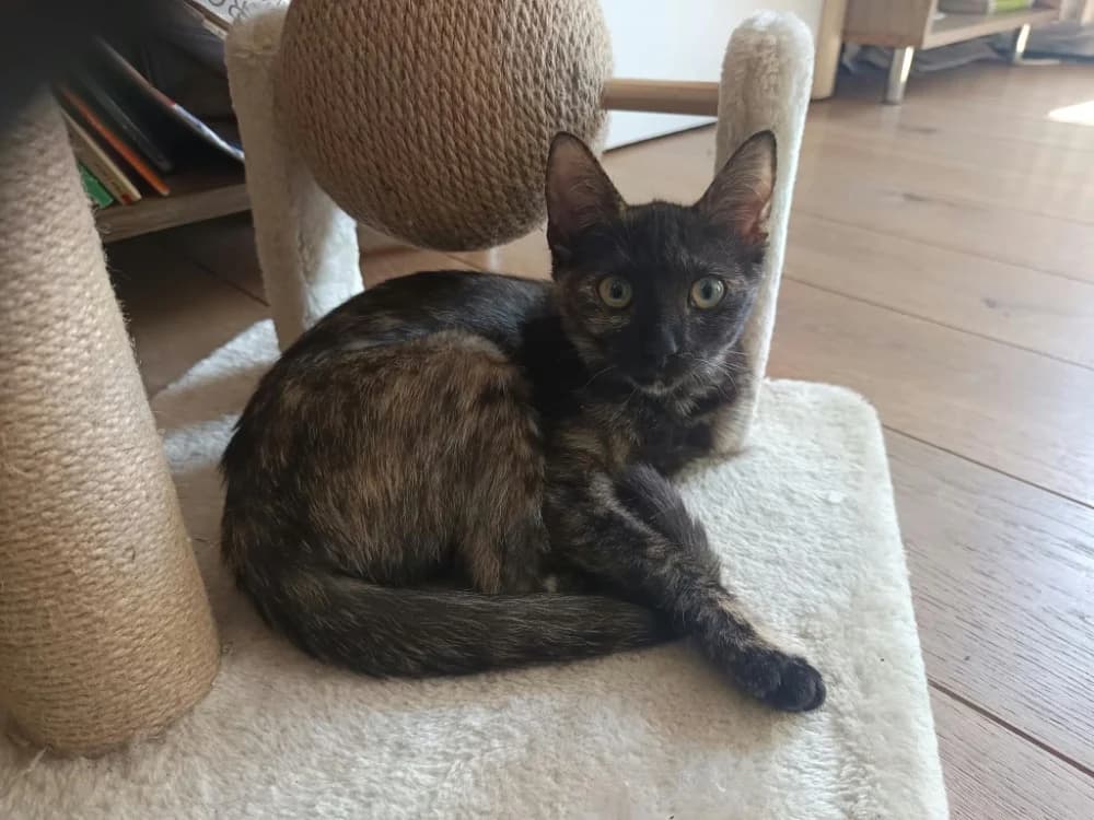 TAWADU, female puppy Mixed Breed for adoption at SPA Rennes, Rennes