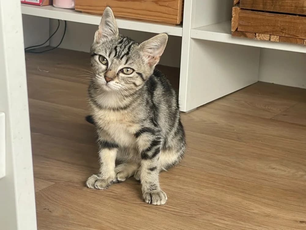 NAYA, female puppy mixed breed for adoption at SPA Rennes, Rennes