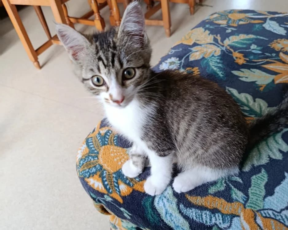 ANTOINE, male mixed breed for adoption at SPA Rennes, Rennes