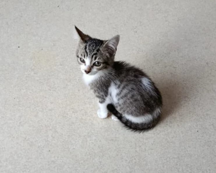 SOPHIA, female Mixed Breed for adoption at SPA Rennes, Rennes