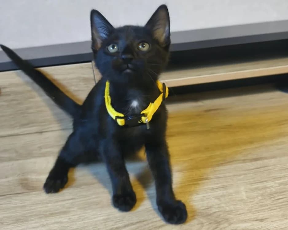BIDULETTE, female Mixed Breed for adoption at SPA Rennes, Rennes