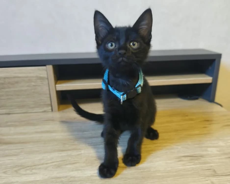 BOUTCHOU, male Mixed Breed for adoption at SPA Rennes, Rennes