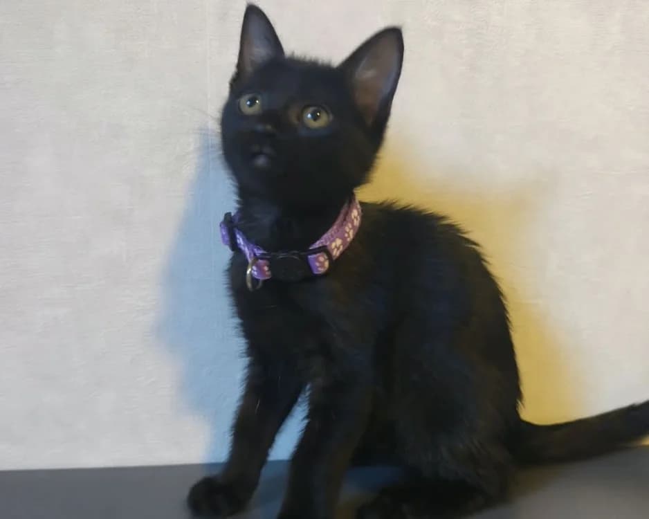 BRINDILLE, female Mixed Breed for adoption at SPA Rennes, Rennes