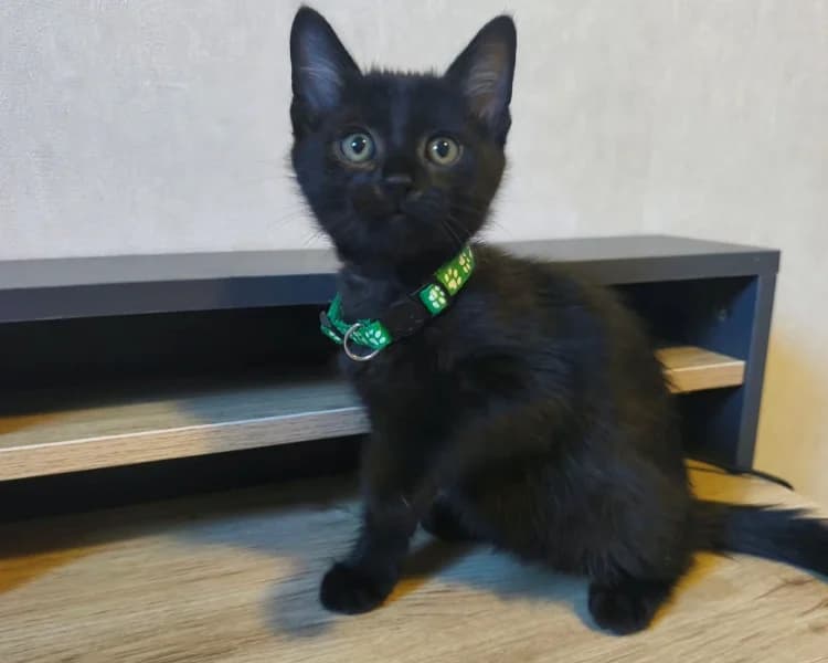 BOUFFI, male Mixed Breed for adoption at SPA Rennes, Rennes