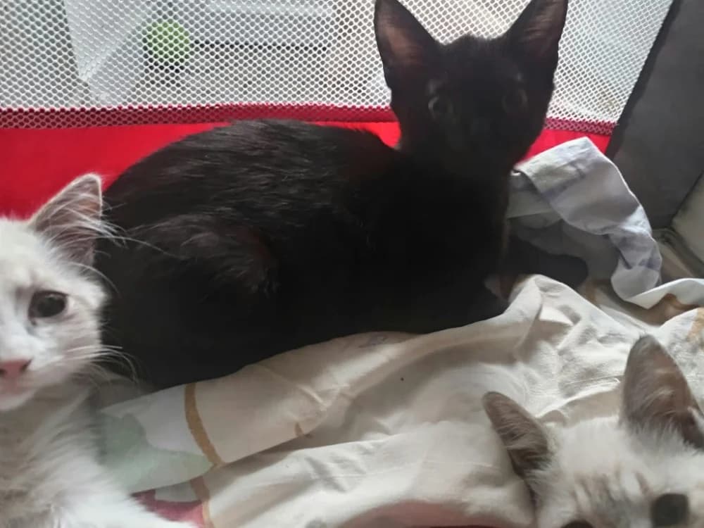 CHOCO, female Mixed Breed for adoption at SPA Rennes, Rennes