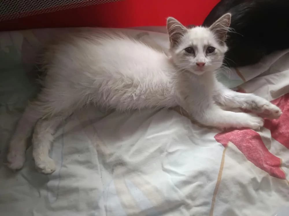 FLOCON, female Mixed Breed for adoption at SPA Rennes, Rennes