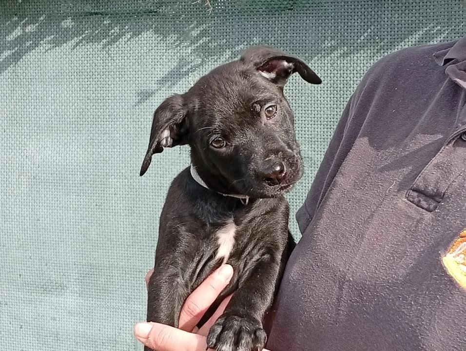 ARCHY, male Labrador Retriever for adoption at SPA Saint-Omer, Omer